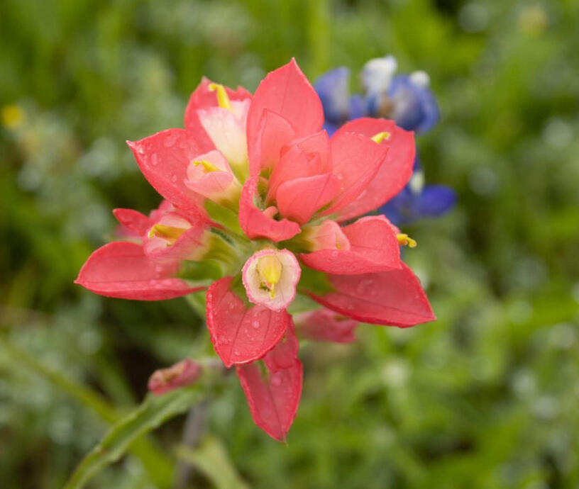 Captured in Seguin, Texas