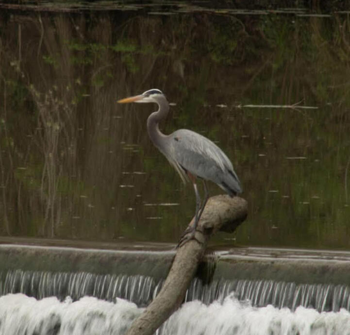 Captured in Seguin, Texas
